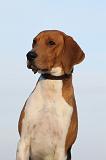 BEAGLE HARRIER 006